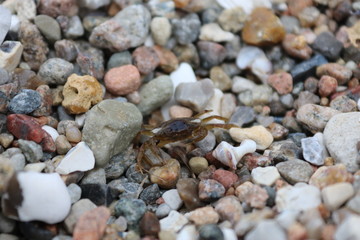 crab on beach
