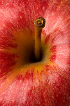 Apple Stack Texture Apple Stalk Texture