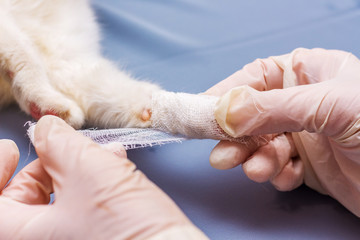 The veterinarian imposes a bandage on the cat's sick paw_