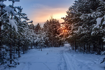 Winter morning in a pine forest. Winter in Russia.