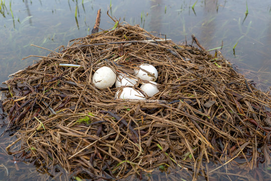 Duck Incubator Her Eggs On The Straw Nest Stock Photo - Download Image Now  - Animal Egg, Animal Nest, Duck - Bird - iStock