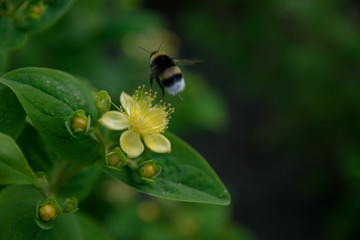 Bee flying 