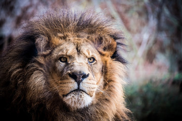 Portrait d'un lion