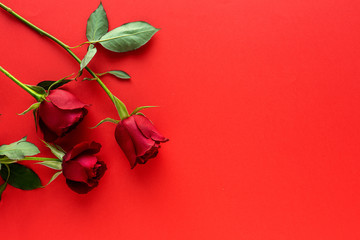 red roses with red background