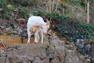 In Egypt it was believed that some women of easy costumes would copulate with a god in the form of a goat