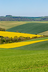 A Sussex patchwork landscape in spring, with canola/rapeseed and green fields