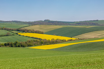 A Sussex patchwork landscape in spring, with canola/rapeseed and green fields