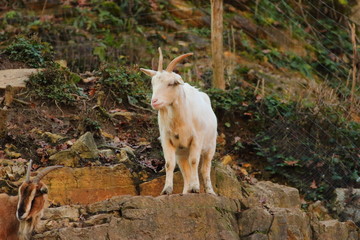 The ruminant mammal goat for breeding
