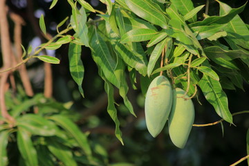 Bunch of green mango on tree in garden. and close up of mango fruit on a mango tree.