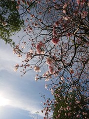 pink flower 