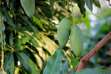 Bunch of green mango on tree in garden. and close up of mango fruit on a mango tree.