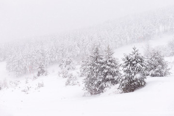 Snow fall on mountain forest. Pine tree snowy background.