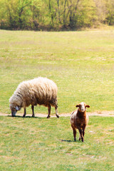Fototapeta premium sheep and single lamb on looking on spring green grass