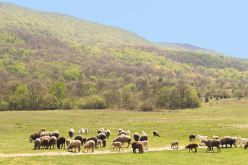 Fototapeta na wymiar herd of sheep on spring meadow at foot of mountains