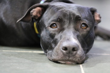 portrait of a black dog
