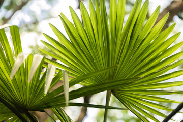 Chinese Fan Palm or Livistona Chinensis