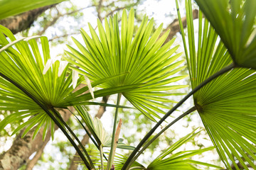 Chinese Fan Palm or Livistona Chinensis