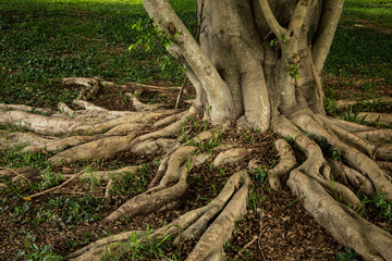 Roots of a large tropical tree