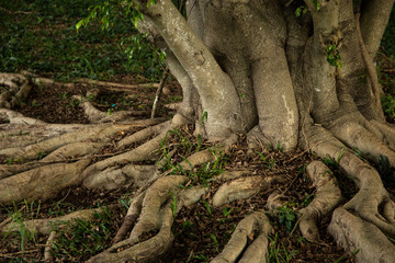 Fototapeta na wymiar Roots of a large tropical tree