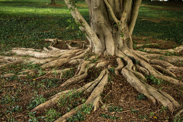 Roots of a large tropical tree