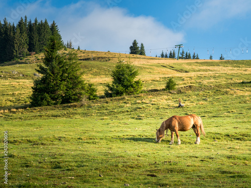A Brown Horse Grazes On A Mountain Wild Landscape With