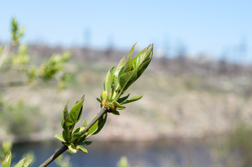 Young, tender, beautiful and green leaves. They just emerged from the buds on the trees this spring.