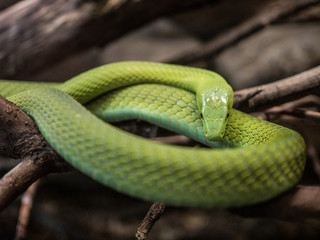 Obraz premium cabarceno zoo