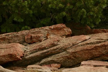 Fototapeta na wymiar Small chipmunk blends into red reck with green bush backdrop