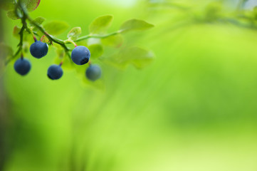 Ripe bilberries (Vaccinium myrtillus) on the branch. Selective focus and shallow depth of field.