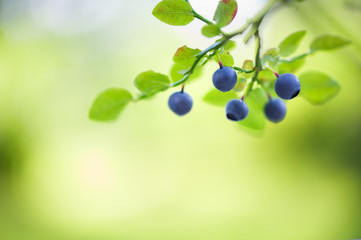 Ripe blueberries (Vaccinium myrtillus) on the branch. Selective focus and shallow depth of field.
