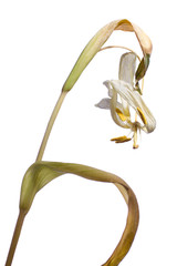 White tulip faded