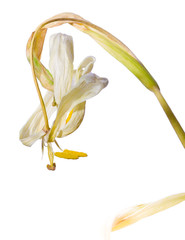 White tulip faded