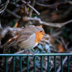 Single adult Robin, Erithacus Rubecula, perched on a metal fence against the bare brances of a winter tree behind.