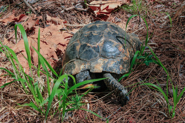 turtle in the grass. natural background