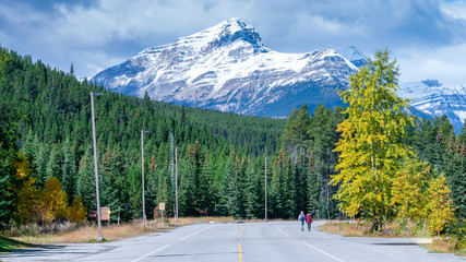 A ROAD TO ROXKY MOUNTAIN WITH PINE TREE FOREST FOREGROUND, ALBERTA, CANADA