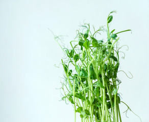 green pea sprouts