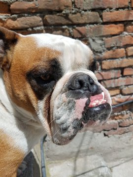 Rostro de  perro