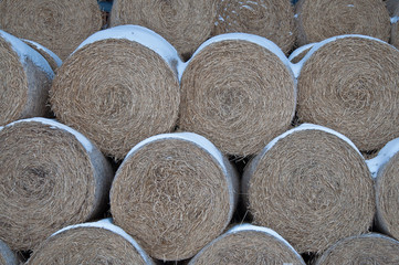 Texture of hay close-up on a snow covered background.