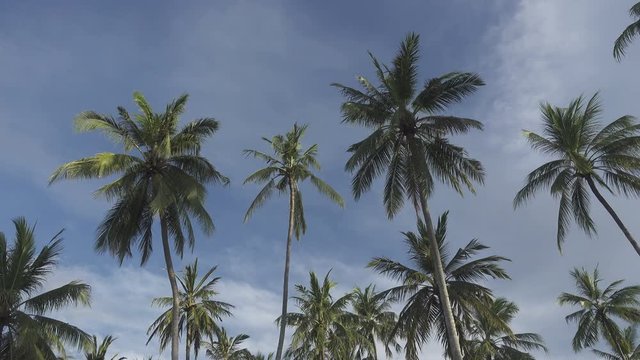 The bottom view on palm trees against the background of the blue sky with white clouds in summer sunny day in the tropical resort