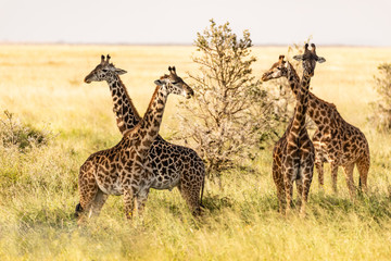 Obraz premium Giraffe