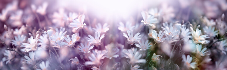 Flowering white flower, springtime in meadow