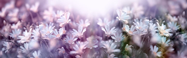 Fotobehang Bloeiende witte bloem, lente in de wei © PhotoIris2021