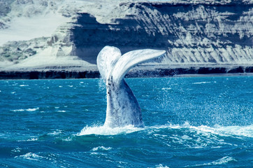 Whale calf tail in Valdes Peninsula - Patagonia, Argentina