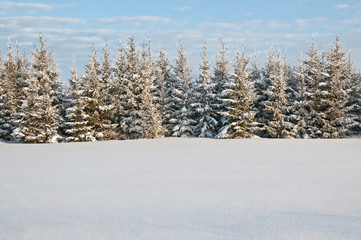 The edge of the road covered with snow. Trees in the snow