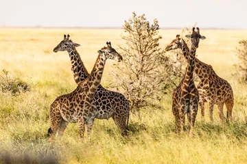 Deurstickers Giraffe © Peter