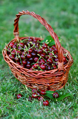 Fototapeta na wymiar Freshly harvested cherry in a basket on the grass