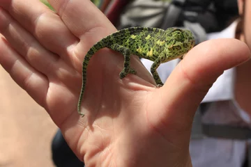 Foto op Plexiglas green chameleon lurking on his arm © Ekaterina
