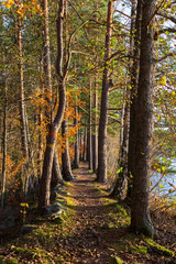 Autumn forest and a path way in a forest in northern Sweden. 