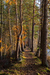 Autumn forest and a path way in a forest in northern Sweden. 