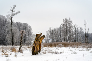 Piękna zima na Podlasiu, Polska © podlaski49